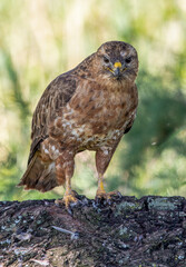 Steppe Buzzard eating bird prey, Kruger National Park