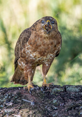Steppe Buzzard feeding and showing protective nictitating membranes over eyes, Kruger National Park