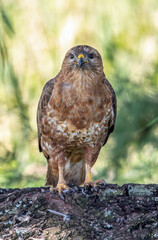 Steppe Buzzard eating bird prey, Kruger National Park