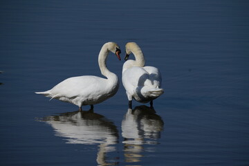 Weiße Schwäne, Cygnus olor, Höckerschwäne auf einem See 