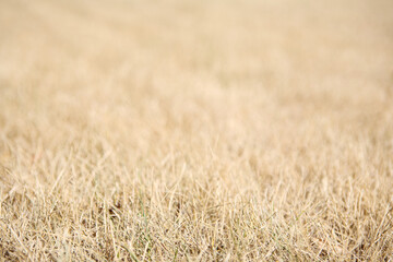 Suburban lawn grass during a drought background, focus in extreme foreground