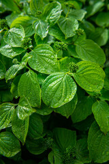 Nice tropical green leaves with rain water drops, plant and nature photography, abstract background with space for text