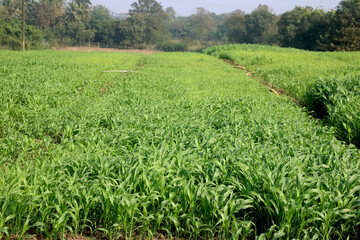 landscape view of fresh Sugar cane plant farm in india