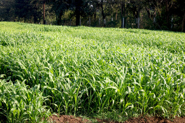 landscape view of fresh Sugar cane plant farm in india