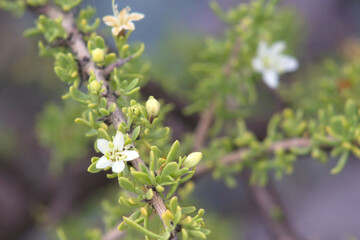 Flores silvestres de la quebrada de Humahuaca