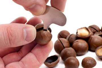 Macadamia. Hands open macadamia nuts with a special key, a tool on a white background