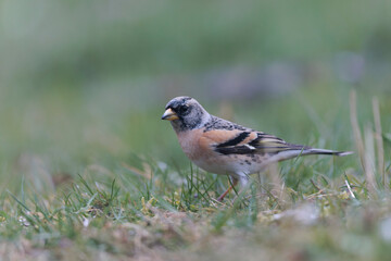 Brambling Fringilla montifringilla during a cold winter period in France 