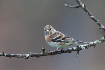 Fototapeta premium Brambling Fringilla montifringilla during a cold winter period in France 