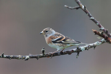 Brambling Fringilla montifringilla during a cold winter period in France 