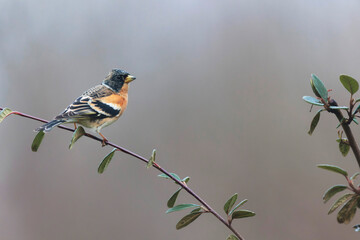 Brambling Fringilla montifringilla during a cold winter period in France 