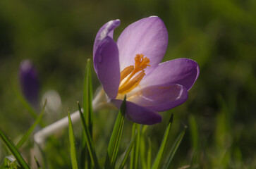 Purple crocus flower
