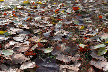 background of autumn leaves lying on the ground
