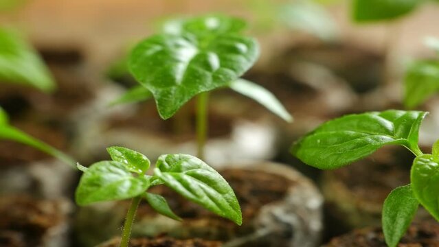 Chili Plant Leaves Seedlings of Chili Plants Cultivation