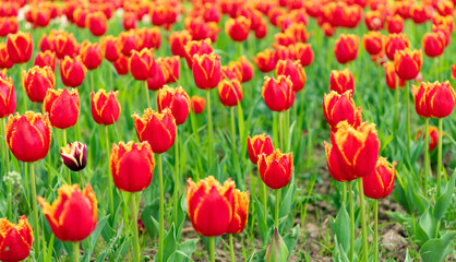 red flowers of fresh holland tulips in field. blossom