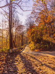forest road in autumn