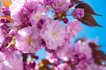 pink flowers of blooming sakura tree in spring. japanese cherry