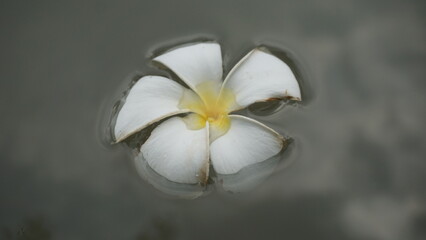 Plumeria floating on the water surface.