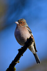 Chaffinch-male // Buchfink-Männchen (Fringilla coelebs)