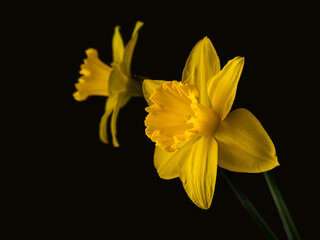 Daffodil flower reflected in mirror on dark but not black background.