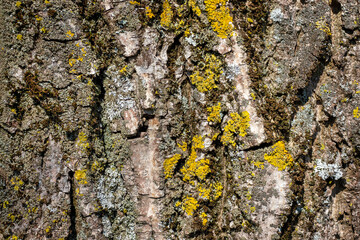 Tree bark covered with yellow lichen