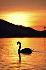 Fototapeta premium swan at sunset