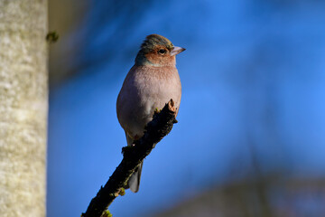 Buchfink-Männchen // Chaffinch-male (Fringilla coelebs)