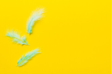 background of brightly colored dyed bird feathers on Colored background, top view. Copy space