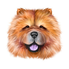 Chow Chow dog breed isolated on white pet loss digital art illustration. Cute pet hand drawn portrait. Graphic clipart design realistic animal.