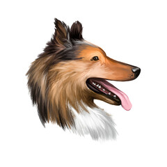 Collie, Rough dog breed isolated on white pet loss digital art illustration. Cute pet hand drawn portrait. Graphic clipart design realistic animal