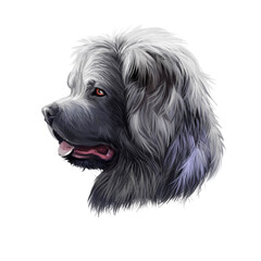 Caucasian Shepherd Dog breed isolated on white, pet loss digital art illustration. Cute pet hand drawn portrait. Graphic clipart design realistic animal.