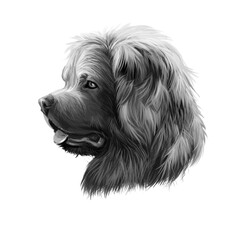Caucasian Shepherd Dog breed isolated on white pet loss digital art illustration. Cute pet hand drawn portrait. Graphic clipart design realistic animal.