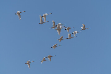 Tundra Swans Fly in Formation