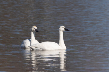 Tundra Swans ((cygnus columbianus) rest in Lancaster County, Pennsylvania lake while on migration north. 