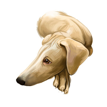 Chippiparai dog breed isolated on white pet loss digital art illustration. Cute pet hand drawn portrait. Graphic clipart design realistic animal.