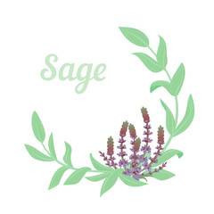 Sage or Salvia herb circle wreath with purple flowers. Vector line illustration. Botanical design elements.