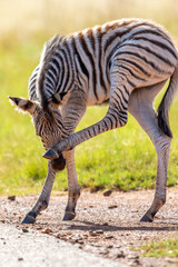 Zebra Foal, Pilanesberg National Park