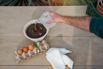 Easter holiday concept with chicken eggs in a tray. and with green plant