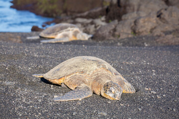 Green sea turtles resting on a black sand beach on the Big Island of Hawaii
