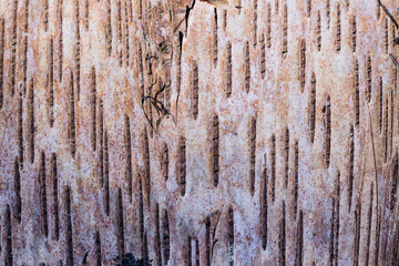 Interesting patterned tree bark with vertical lines