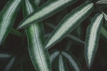Exotic Tropical Fern Foliage Leaf in Dark Tone Color Natural Pattern Background