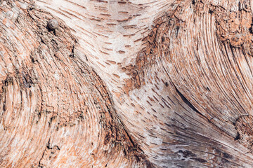 Interesting patterned tree bark