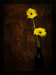 Two yellow daisies in black vase against artistic, textured background.