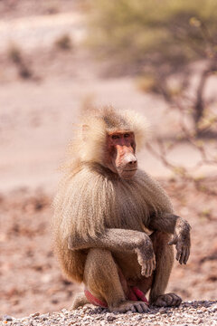 Male hamadryas baboon sitting on the ground