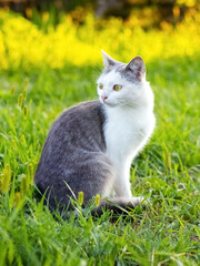 Naklejka na ściany i meble A cat with white and gray fur sits in the garden on the grass