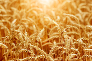 Wheat field with ripe spikelets in the sun