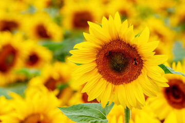 Sunflower field with a large sunflower in the foreground, a bee on a sunflower flower