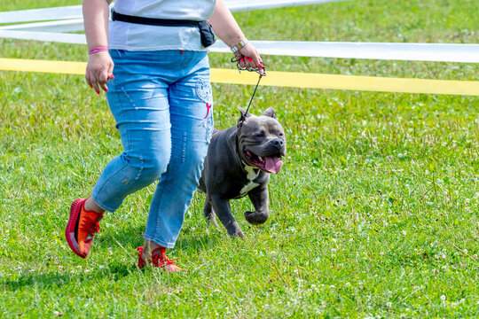 Pit Bull Terrier Dog Near A Woman In Jeans While Walking In The Park. Happy Dog Runs With His Mistress