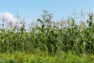 Corn in the field during ripening, growing corn
