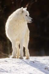 Obraz premium male Arctic wolf (Canis lupus arctos) beautiful individual in winter coat