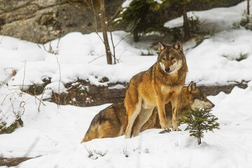 Fototapeta na wymiar Eurasian wolf (Canis lupus lupus) it's snowing in the forest and the wolves continue their journey
